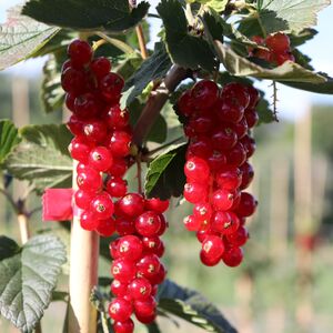 RoteJohabeeren1